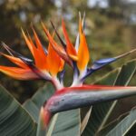 Mexican Bird Of Paradise