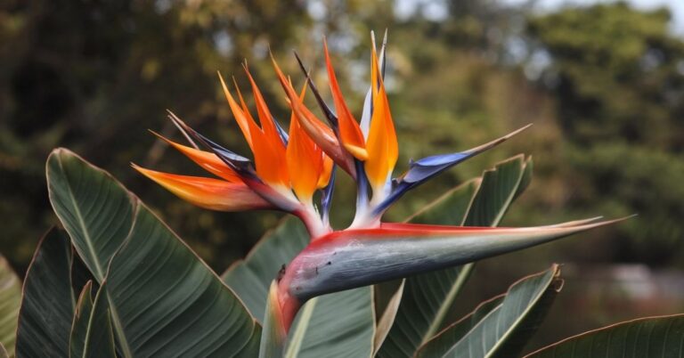 Mexican Bird Of Paradise