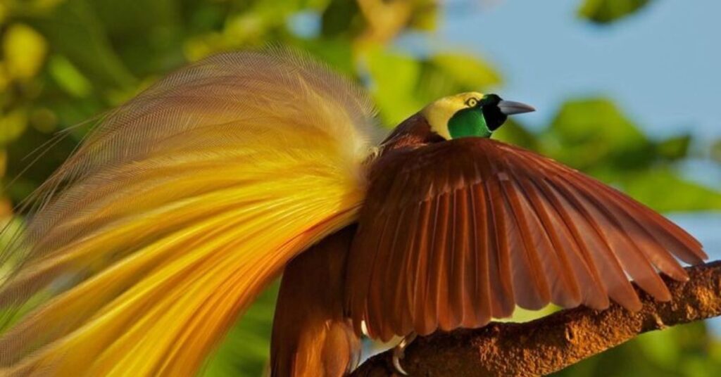 Mexican Bird of Paradise poisonous 