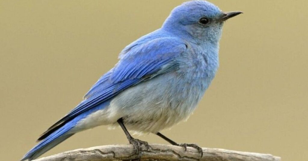 Mountain Bluebird California