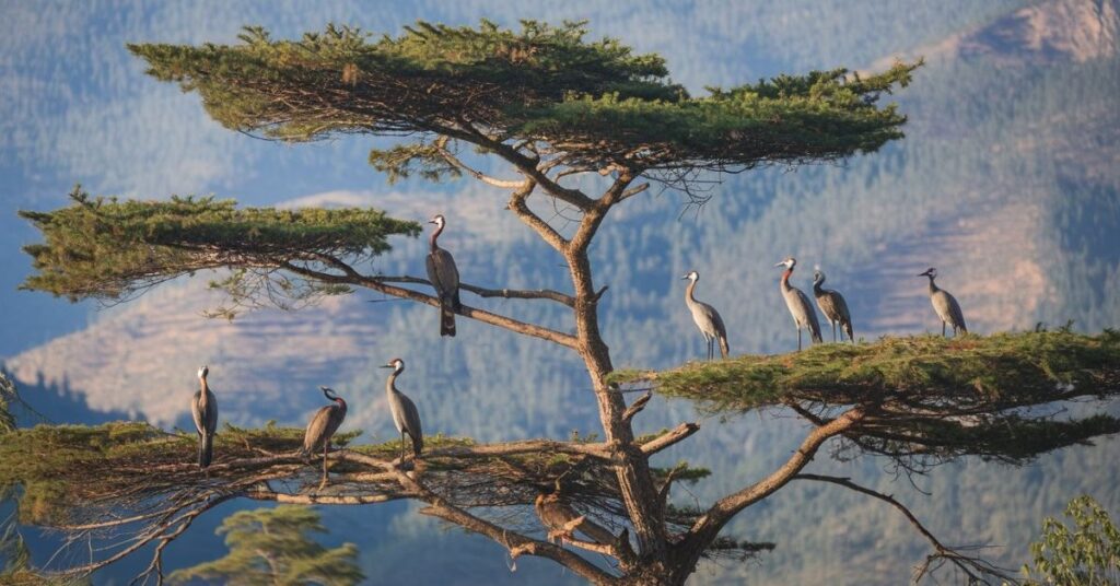 National birds tree of Bhutan 