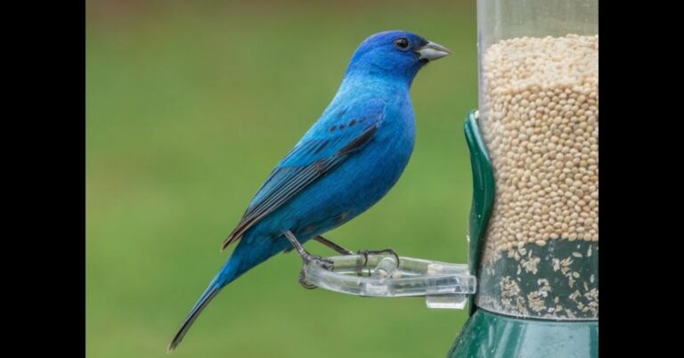 Safflower Seeds For Birds