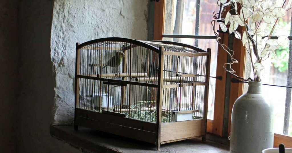 Setting Up Your Bird Aviary 