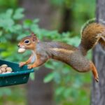 Squirrel Baffles For Bird Feeders