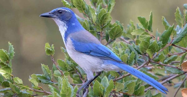 Blue Birds In California