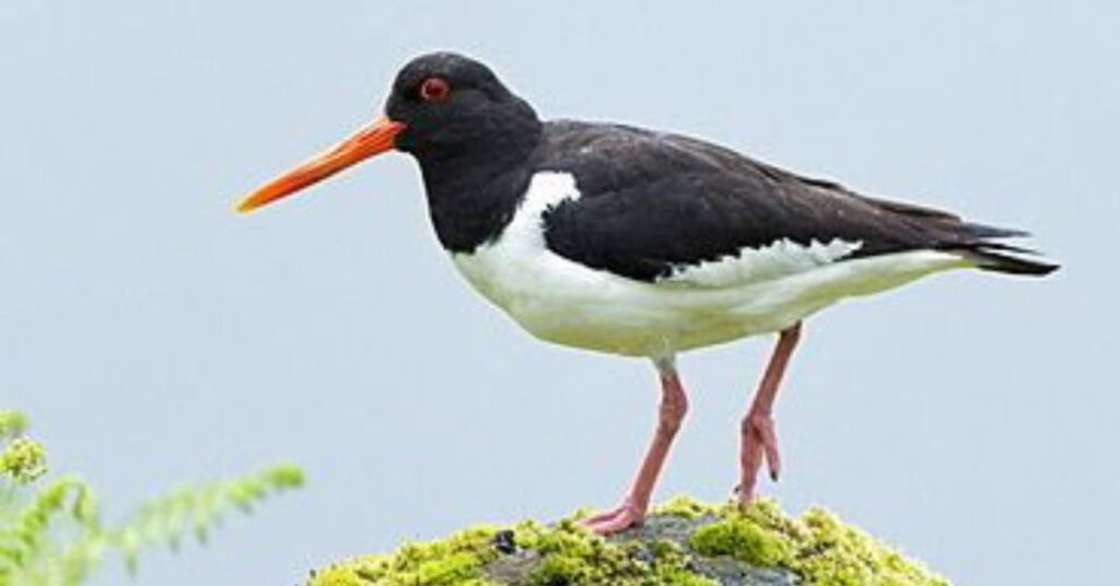 What all black bird has an orange beak