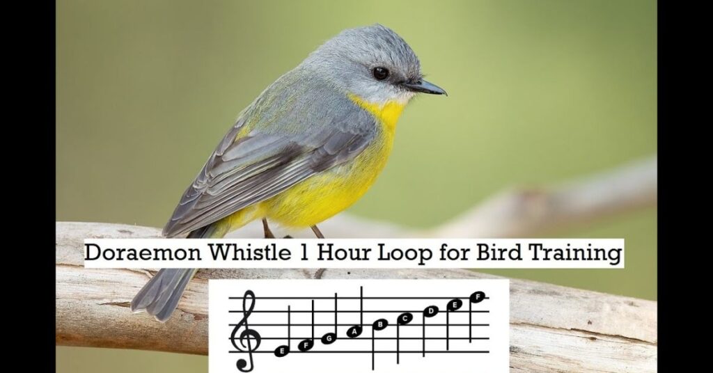 What bird makes a whistle noise