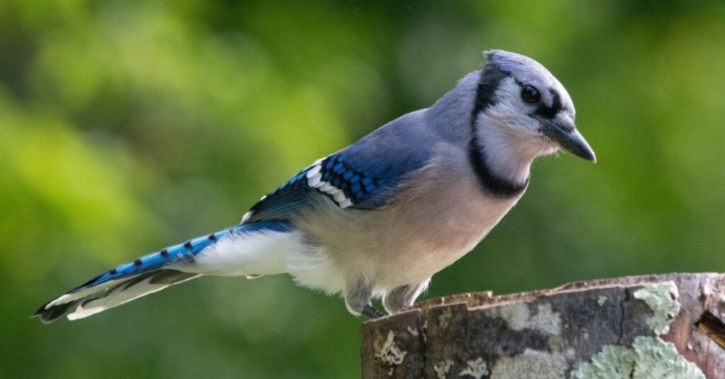 What birds look like blue jays in California