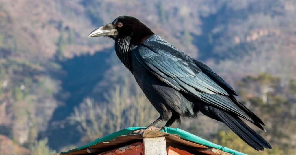 What is a raven birds bhutan called in Dzongkha 