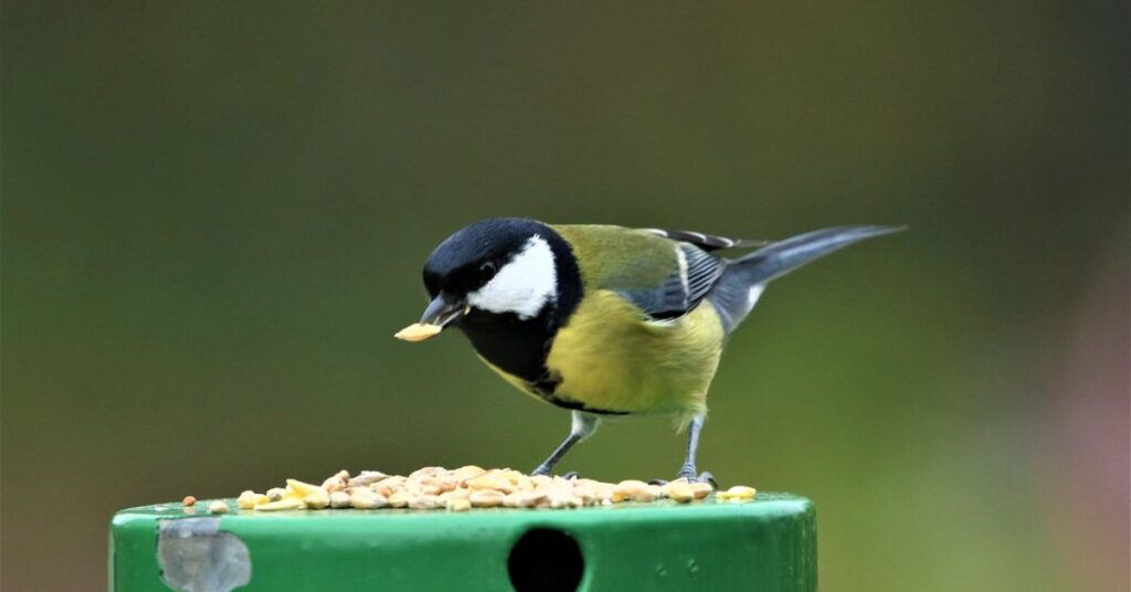 What is the healthiest seed for birds