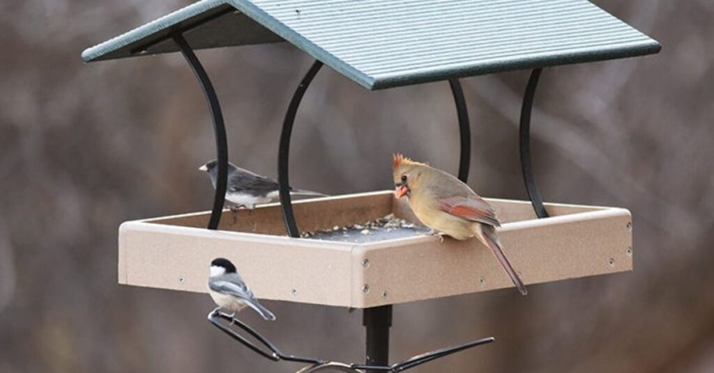 What kind of bird feeder is best for cardinals