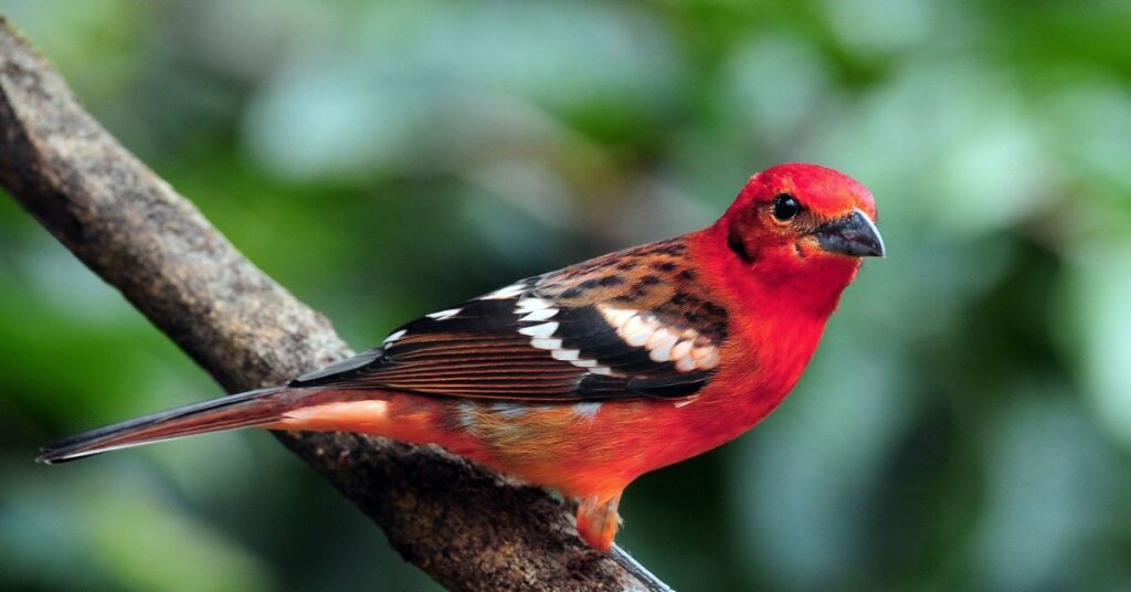 What kind of bird has a red chest in Las Vegas