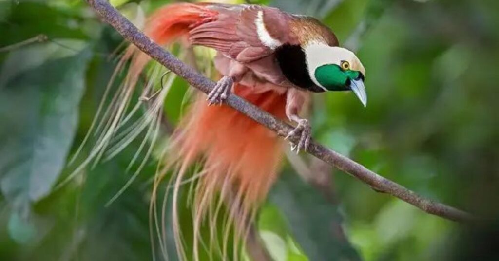 Where is the best place to plant Mexican bird of paradise 