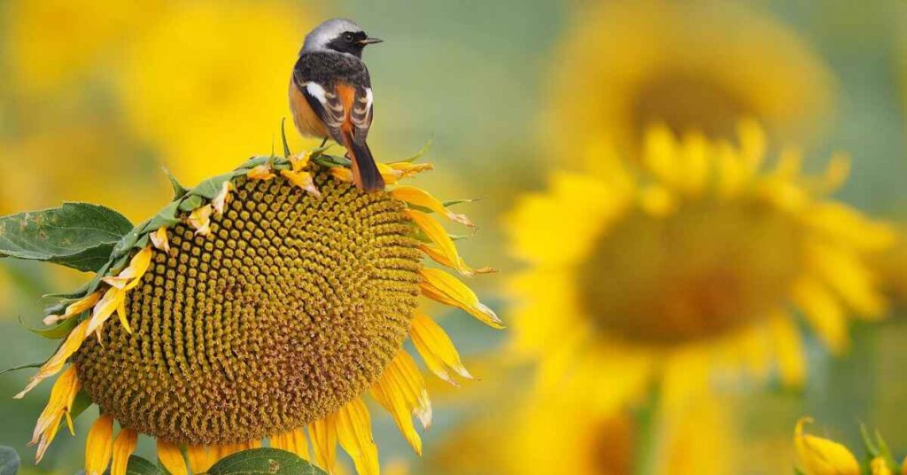 Which Birds Eat Safflower Seeds 