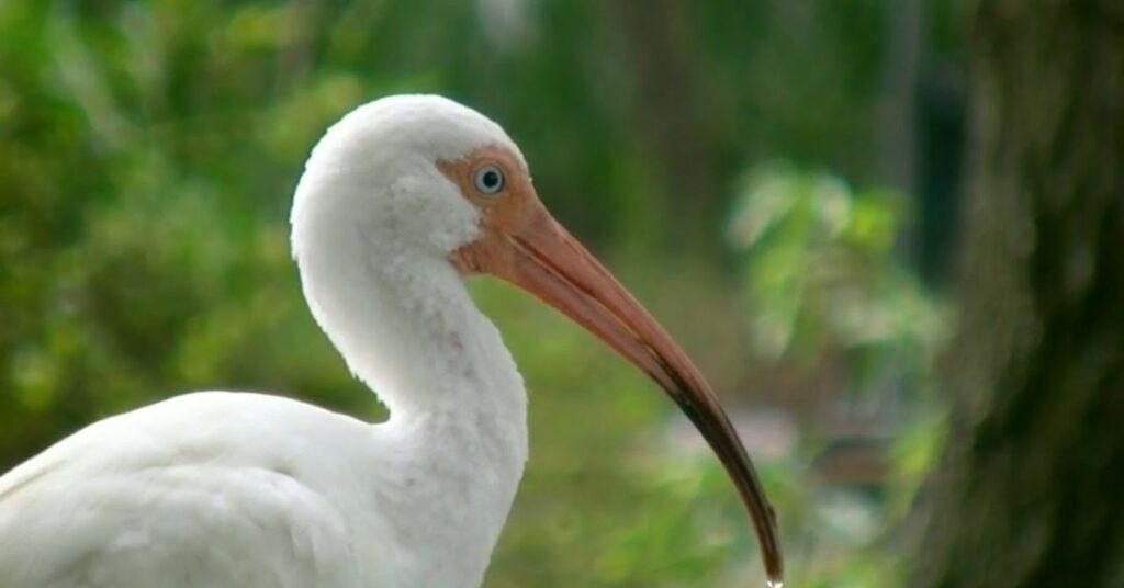 White bird with a orange beak