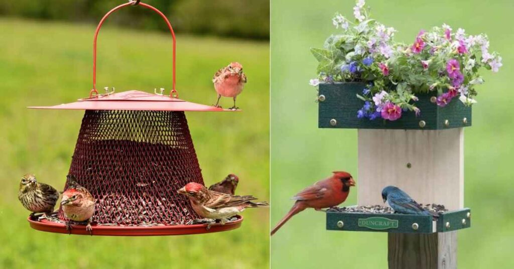 Why are not cardinals coming to my bird feeder 