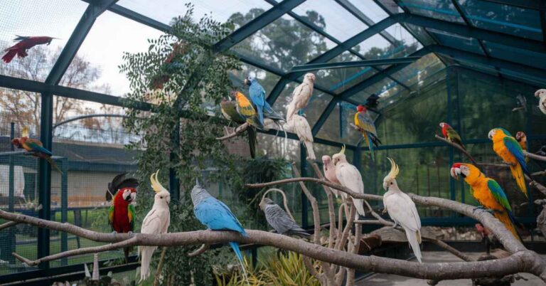 bird aviary aviary