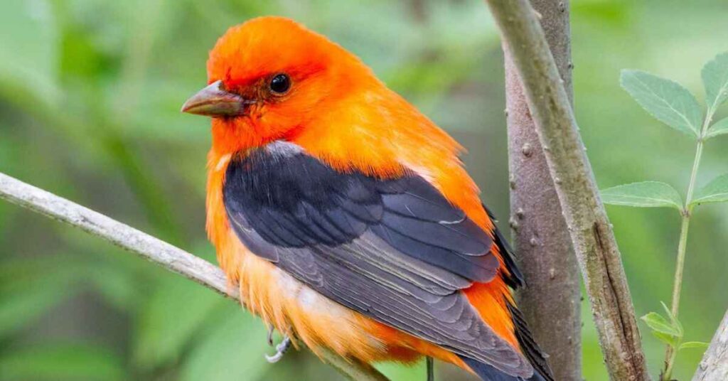 bird with orange beak, and brown body 