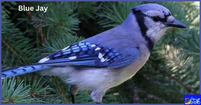 Blue Jay