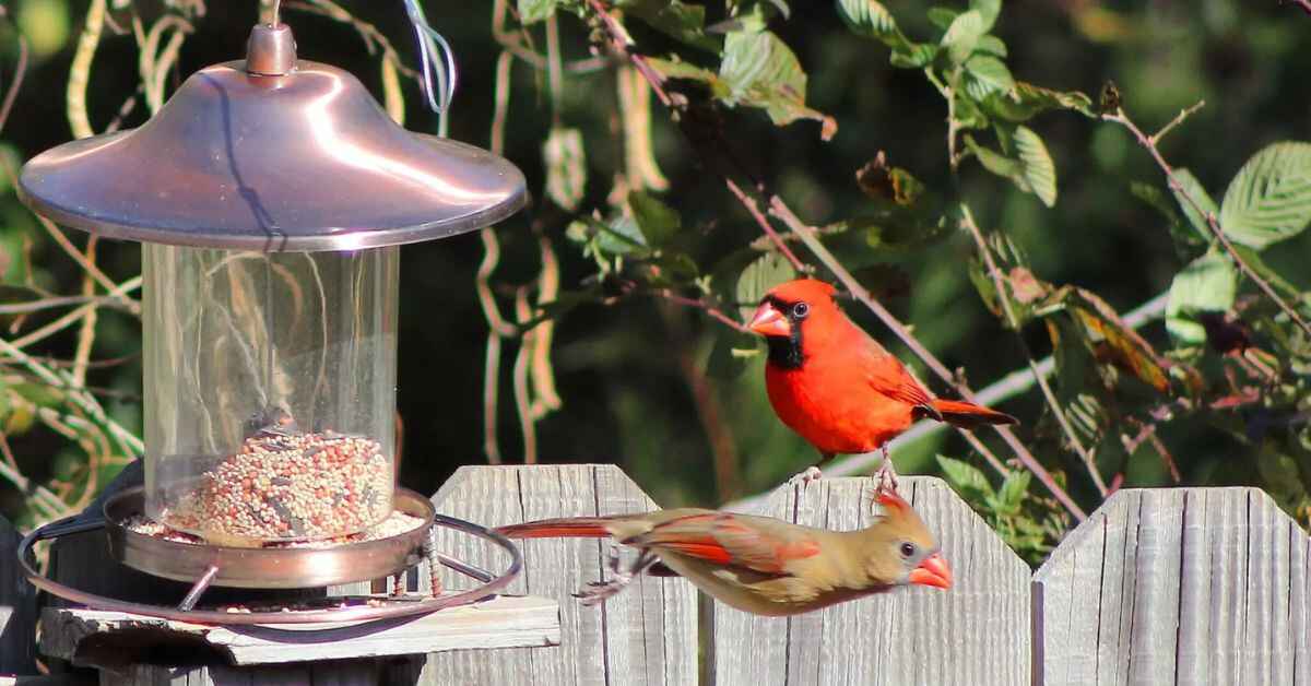 cardinal bird feeders