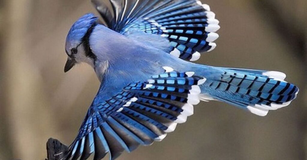 famous 10 blue birds in california