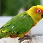 red factor pineapple conure price