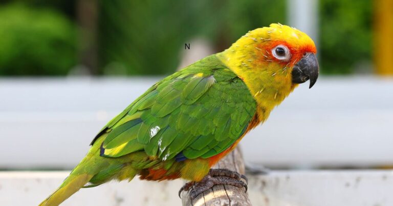 red factor pineapple conure price