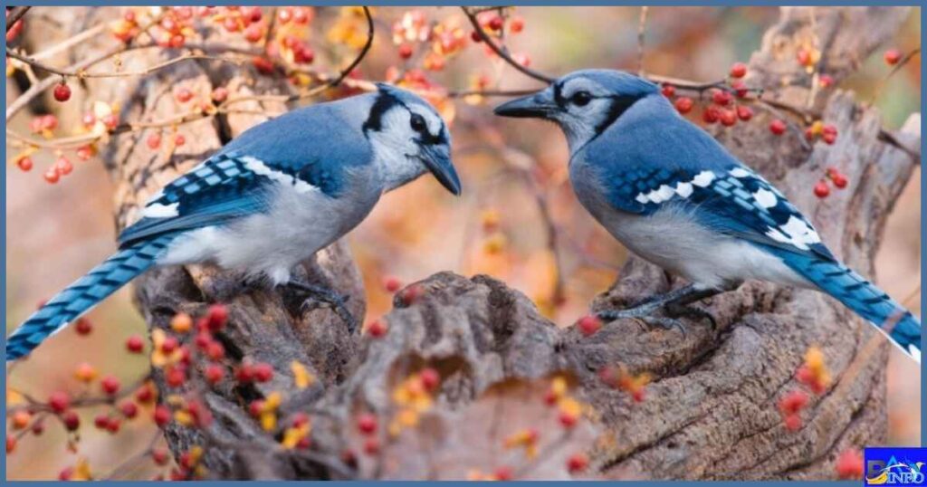 The Significance of Seeing Two Blue Jays