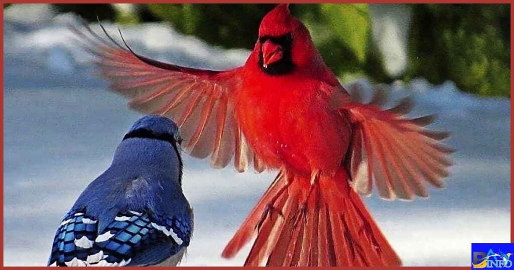 The Spiritual Meaning of the Blue Jay's Red Color