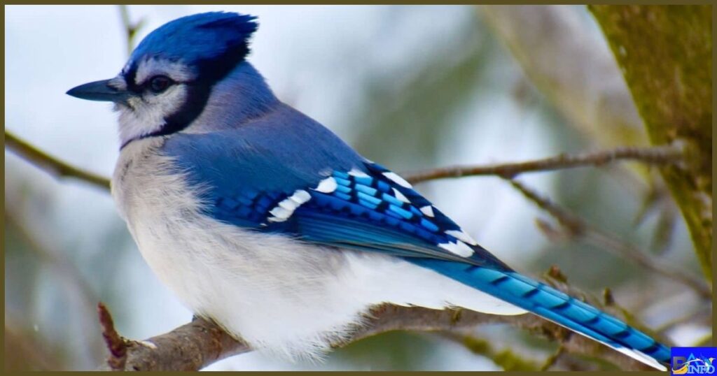 What Does a Blue Jay Symbolize