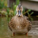 How Long Can Ducks Hold Their Breath