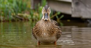 How Long Can Ducks Hold Their Breath