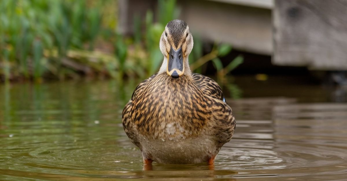 How Long Can Ducks Hold Their Breath