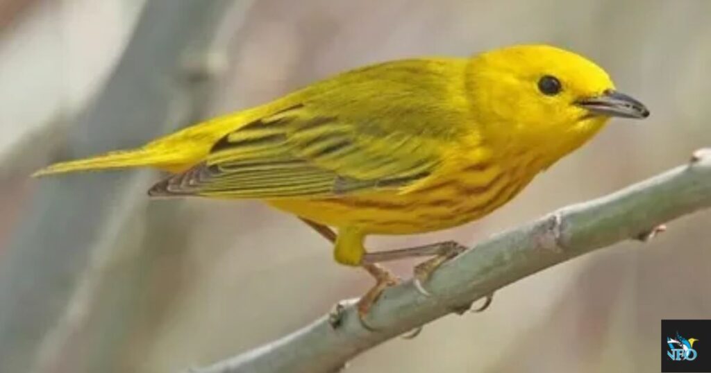 American Yellow Warbler