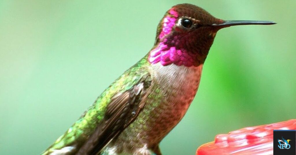 Anna's Hummingbird