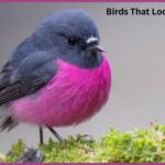 Birds That Look Like Robins