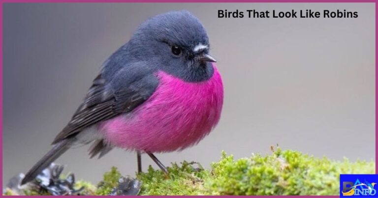 Birds That Look Like Robins