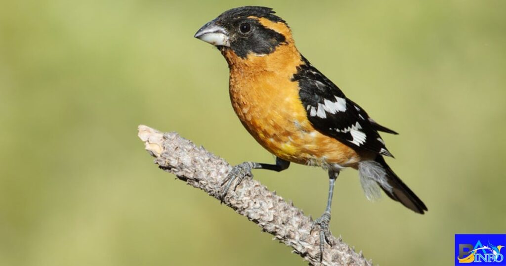 Black-Headed Grosbeak