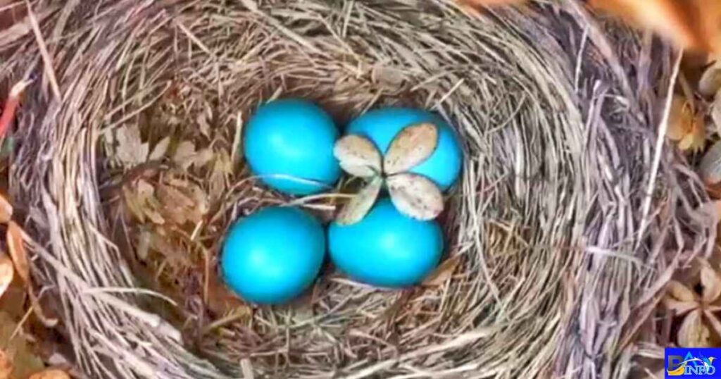 Cardinal vs Robin Eggs