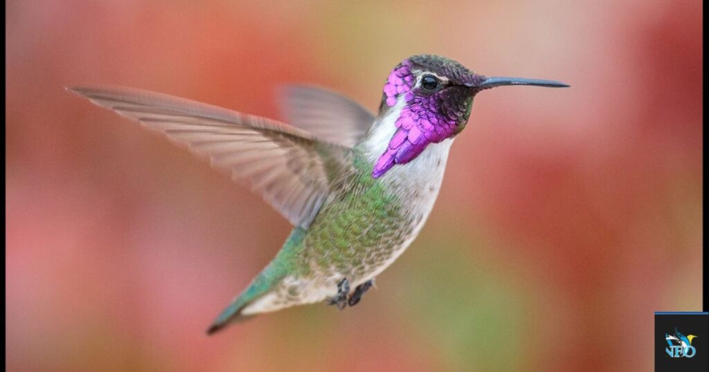 Costa's Hummingbird