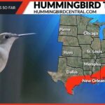 Current Hummingbird Migration Map