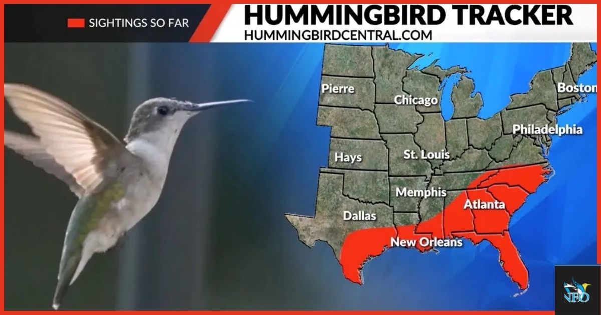 Current Hummingbird Migration Map