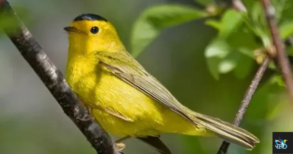 Did you see a YELLOW bird in Arizona