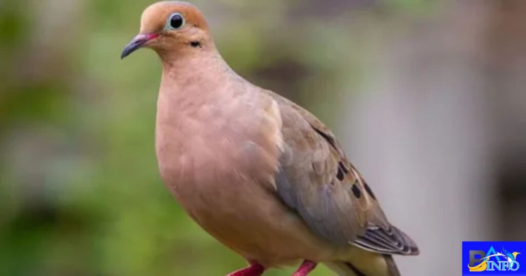 Do Mourning Doves Have Special Meaning