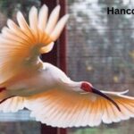 Hancock Bird meaning