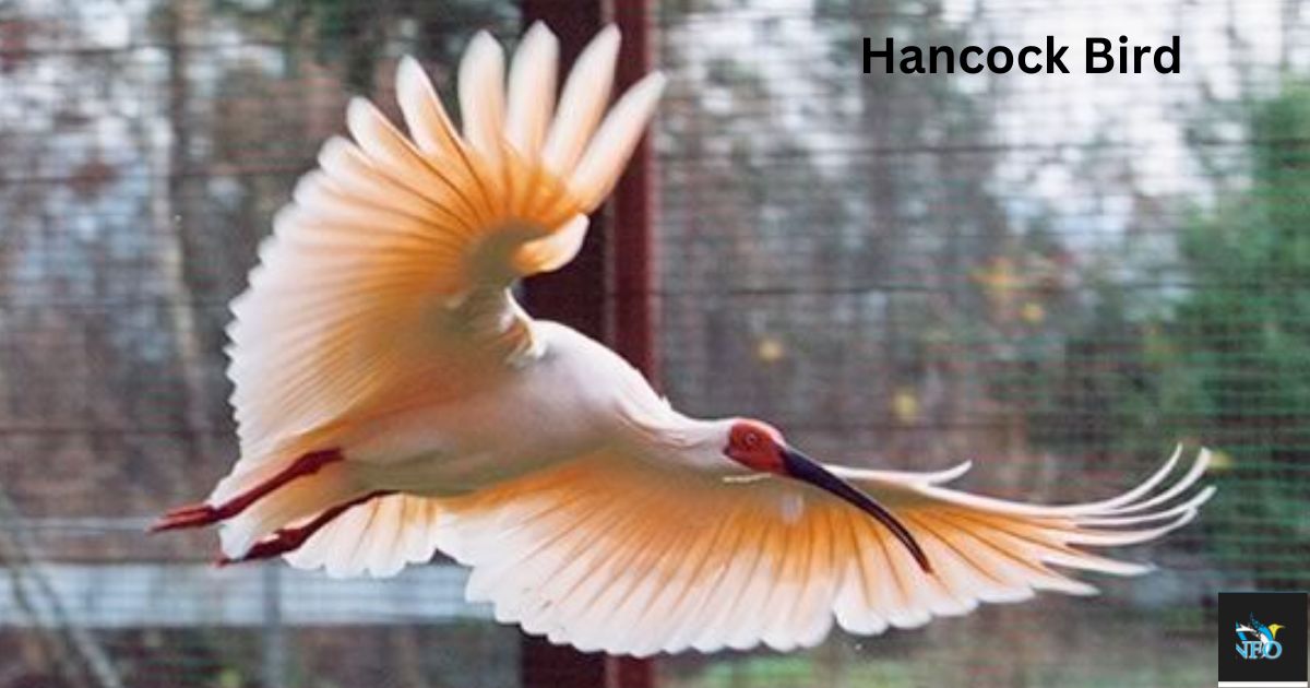 Hancock Bird meaning