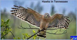 Hawks In Tennessee