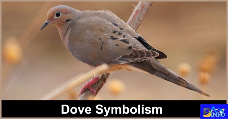 Mourning Dove Spiritual Meaning