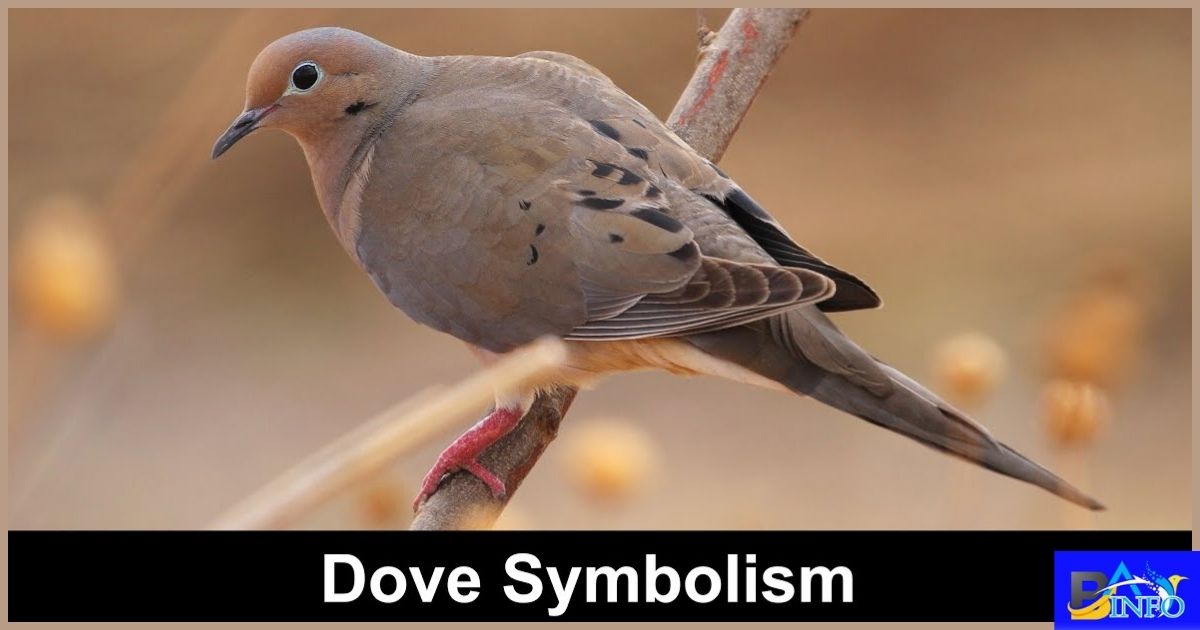 Mourning Dove Spiritual Meaning