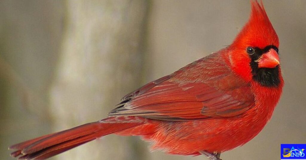 Northern Cardinal